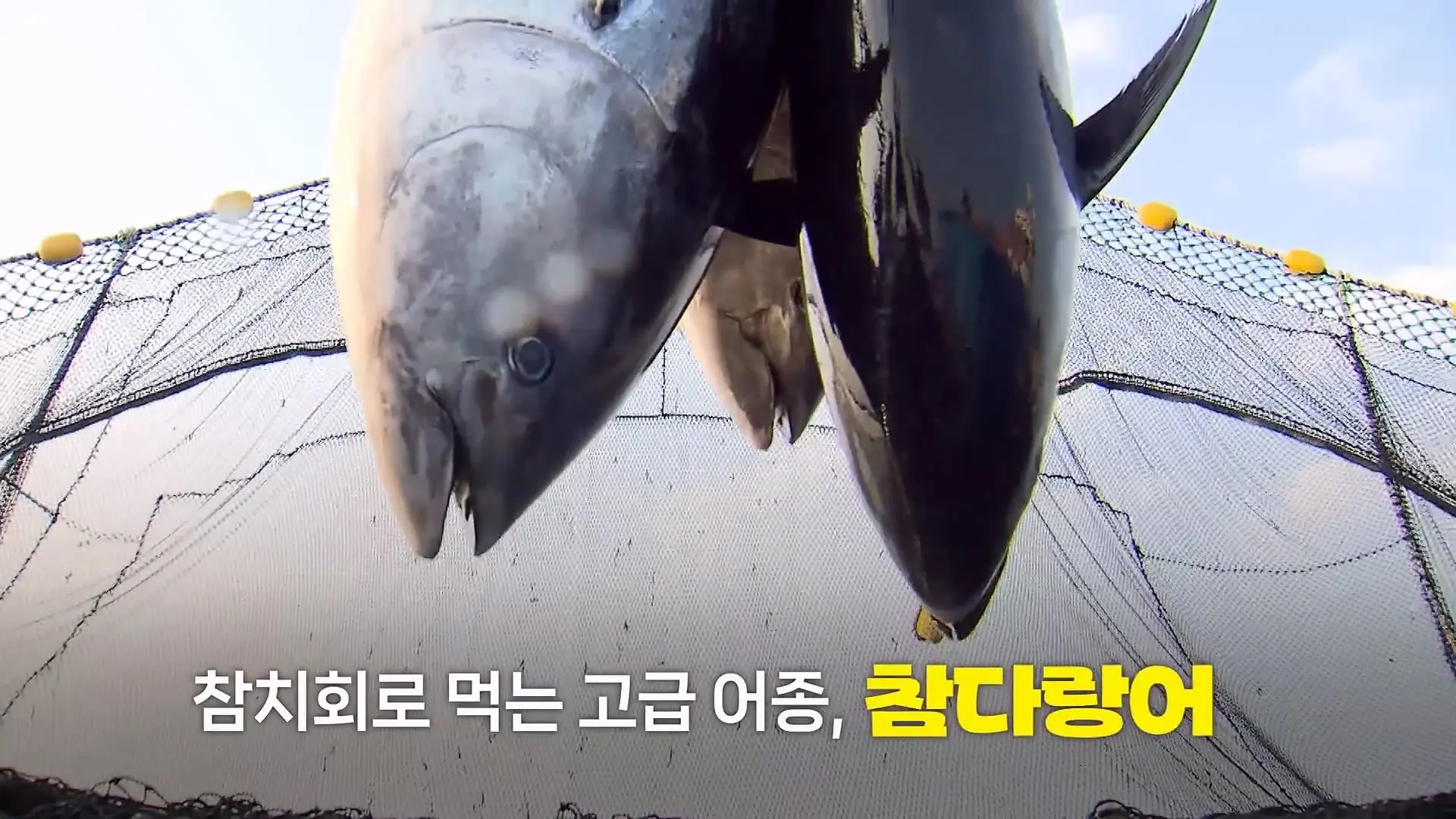 ‘제발 그만 좀 잡혀라’ 동해 어부들이 참치를 다시 버리는 이유|크랩_20260712_130530.579.jpg