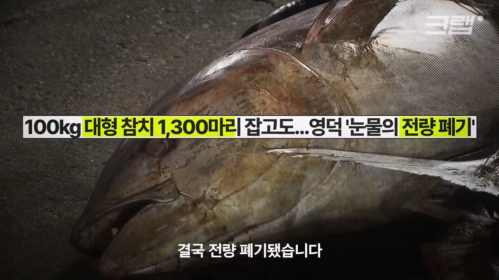 ‘제발 그만 좀 잡혀라’ 동해 어부들이 참치를 다시 버리는 이유|크랩_20260712_130713.603.jpg