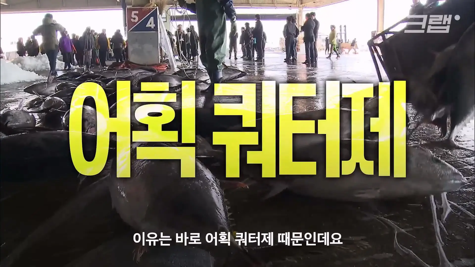 ‘제발 그만 좀 잡혀라’ 동해 어부들이 참치를 다시 버리는 이유|크랩_20260712_130816.740.jpg