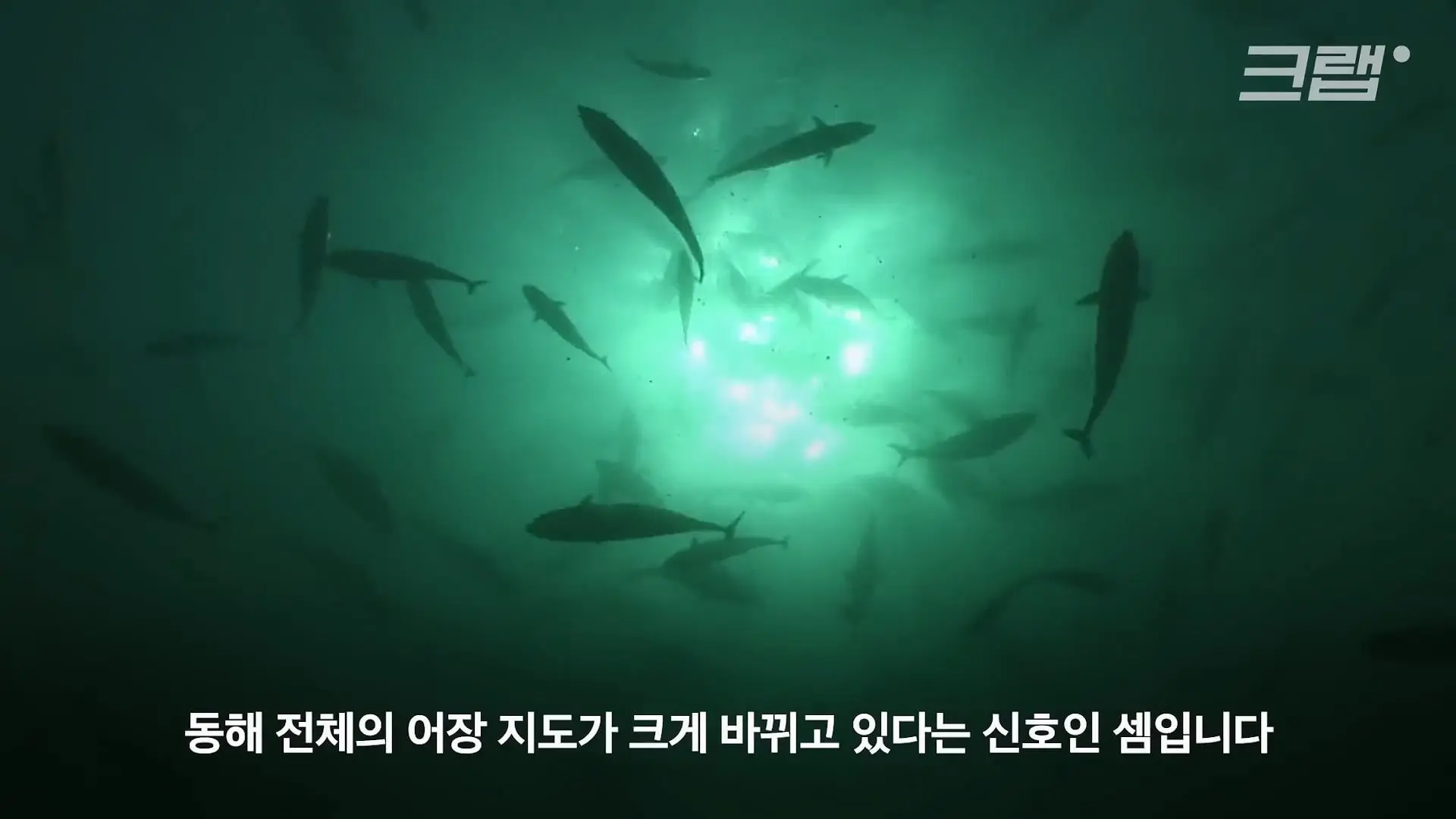 ‘제발 그만 좀 잡혀라’ 동해 어부들이 참치를 다시 버리는 이유|크랩_20260712_132252.230.jpg