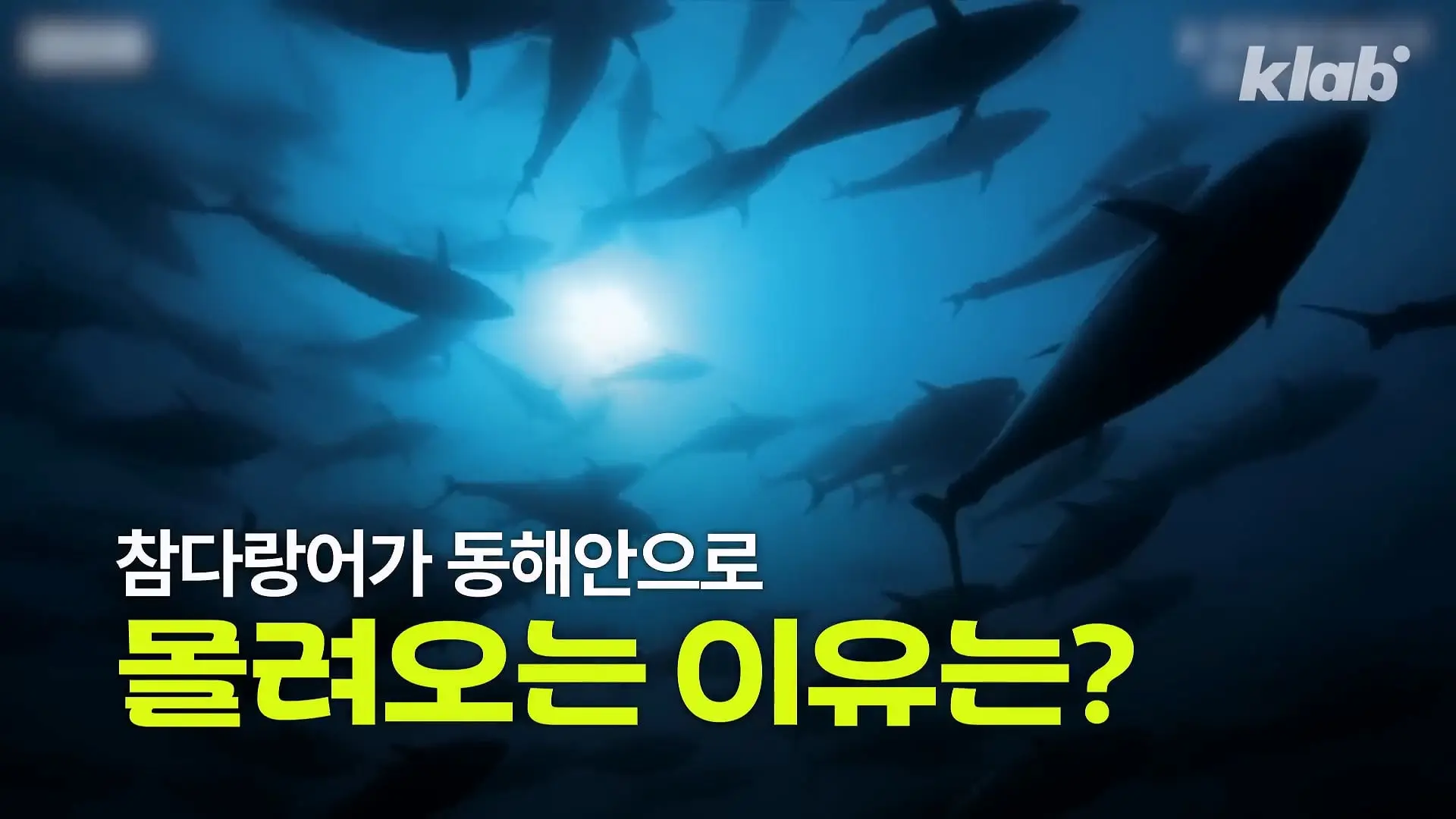 ‘제발 그만 좀 잡혀라’ 동해 어부들이 참치를 다시 버리는 이유|크랩_20260712_131943.901.jpg