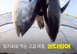동해안에서 참치가 많이 잡혀도 버릴 수 밖에 없는 이유