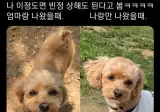 강아지한테 빈정상해도 되냐??