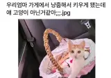냥줍했는데 고양이 아닌것같음;;