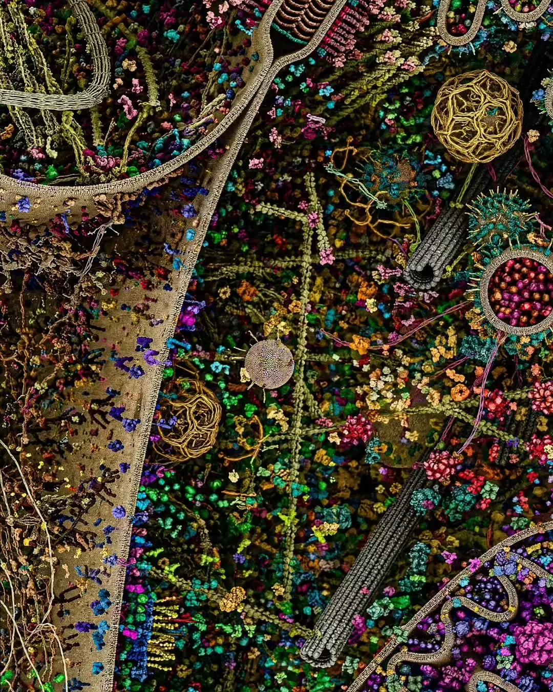 space_mystery.zip_1784019655_3940743054734517215_77112442949.heic.ren.jpg 역대 가장 정밀한 '인간 세포'의 모습 공개