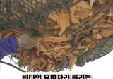 우리나라로 넘어온 바다의 무법자 불가사리의 최후
