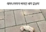 감동란)태어나자마자 버려진 아깽이