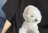 버스타는데 기사님이 강아지 안고 타면 안 된다고 함.jpg