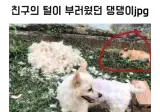 친구의 털이 부러웠던 강아지
