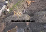 고양이가 새들을 학살하는 섬. 정말 심각합니다.