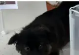 강아지유치원에서 공포체험을 했을 때