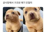 공사장에서 구조된 애기 인절미