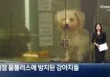 폐점 홈플러스에 방치된 펫샵 강아지들