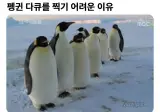 펭귄 다큐를 찍기 어려운 이유
