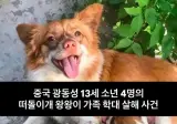 현재 중국에서 난리난 동물학대 사건