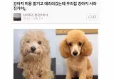 강아지 미용 맡기고 데릴러갔는데 우리집 강아지가 사라진거야;;
