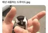 매년 새줍하는 드루이드