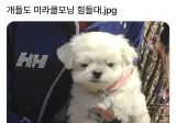 개들도 미라클모닝 힘들대