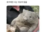 호주에만 사는 귀요미 동물
