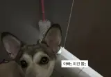 실외배변주인을 만난 허스키