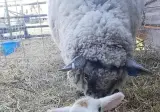 새끼양의 축복