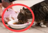 “고양이 밥 주면 ‘벌금 100만원’” 캣맘 금지법, 정식 논의된다…분노한 시민들