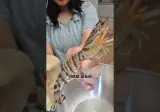 하나에 만원짜리 귀여운 오도리 새우 덜렁덜렁