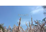 감동) 경복궁에 앵두나무가 많은 이유.jpg