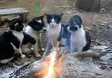 우리중에 가짜가 있대