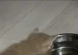 아직 본인 머리 무게를 감당 못하는 아기 고양이.gif