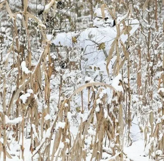 19fa686cb3e284746.webp