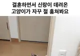결혼하면서 신랑이 데리고 온 고양이가 자꾸 절 훔쳐봐요.jpg