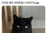 우리집 고양이 귀여운점