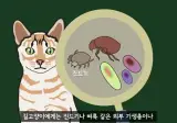 길고양이를 만지면 안되는 이유