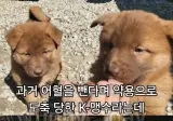일제 때문에 멸종될 뻔 했던 한국 토종견 - 불개