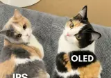 OLED와 IPS 패널의 차이.cat