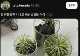관상식물 협박하는 사람.jpg