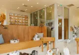 지진으로 인해 이온몰에 갇혀있던 고양이 25마리 구출
