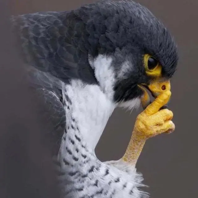 HOlg9pXW0AAXGjb.jpg