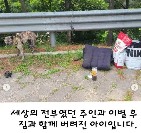 ㅍㅋ펌)탄천 주차장 버려진 강아지 ㅜㅜ