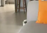 자꾸 나를 감시하는 친구집 고양이.jpg