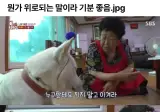 강아지에게 현실적인 조언을 해주는 할머니