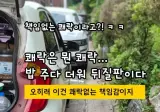 "책임없는 쾌락"이란 말에 빡친 캣맘.jpg