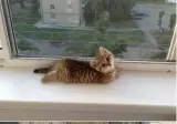 그대로 확대된 고양이.jpg