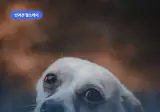 강아지 눈물 자국 원인? 없애는 방법 알아보자