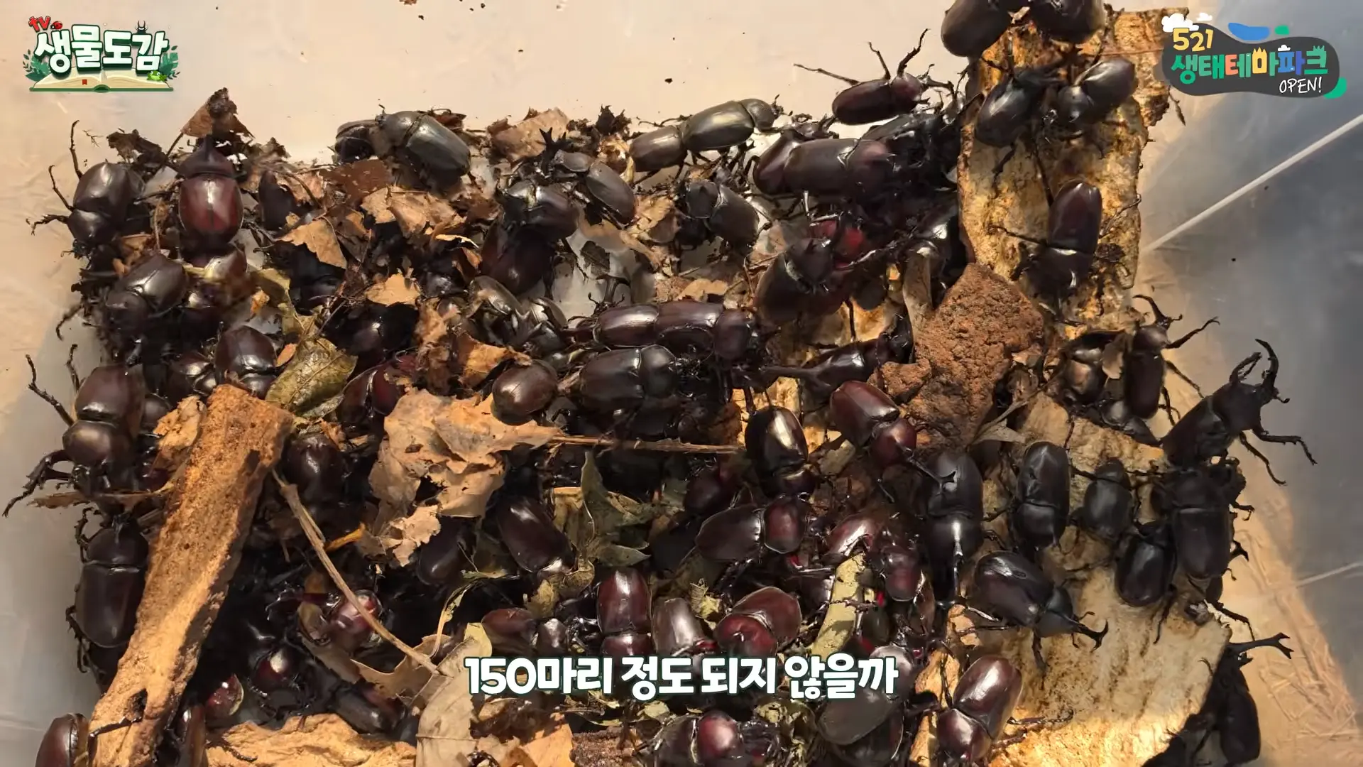 ※올해 장수풍뎅이 대발생으로 난리라는 수도권 상황 ㄷㄷ 이게 실화인가요_ 17-9 screenshot.png