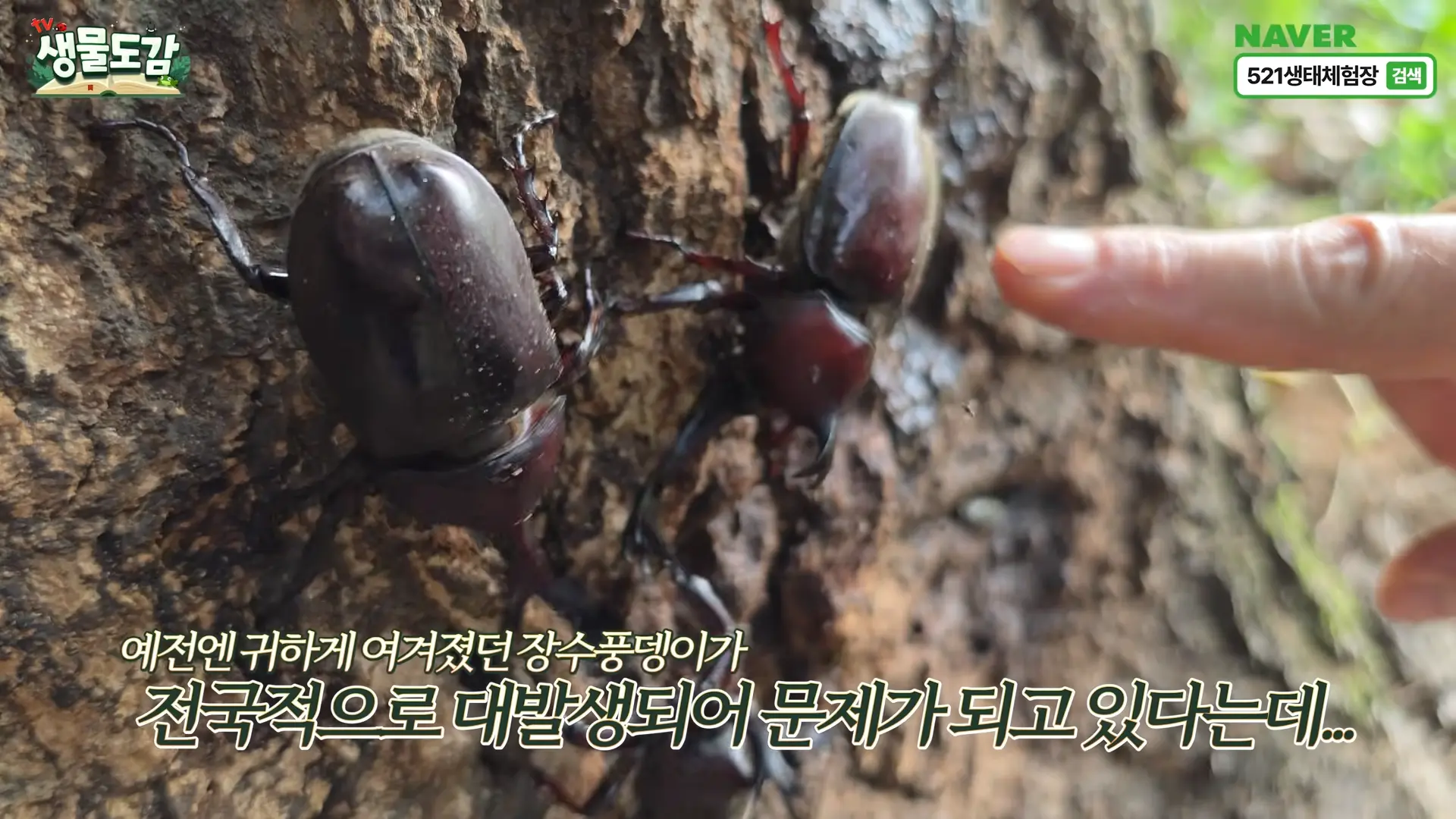※올해 장수풍뎅이 대발생으로 난리라는 수도권 상황 ㄷㄷ 이게 실화인가요_ 0-9 screenshot.png