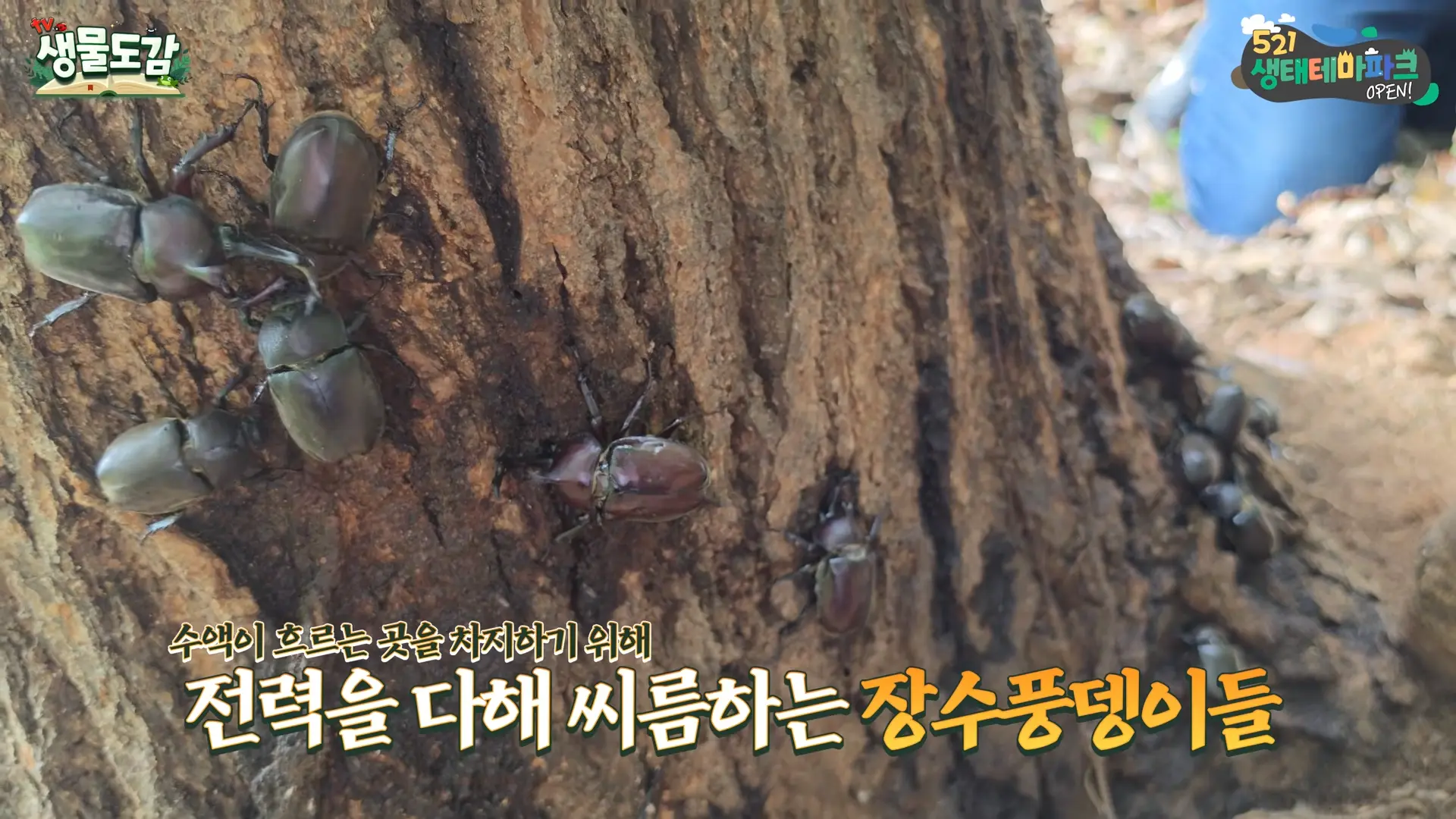※올해 장수풍뎅이 대발생으로 난리라는 수도권 상황 ㄷㄷ 이게 실화인가요_ 0-15 screenshot.png
