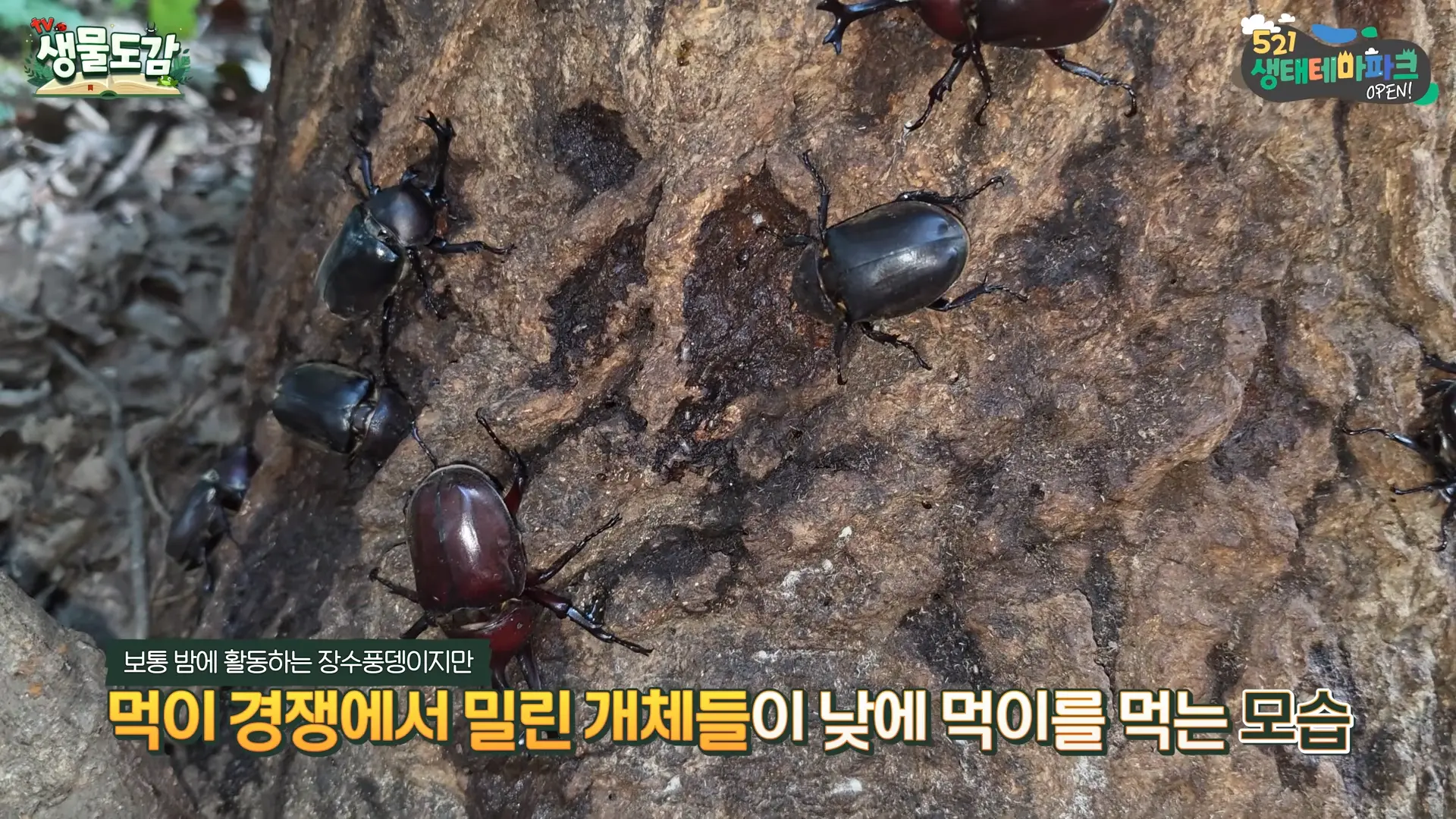 ※올해 장수풍뎅이 대발생으로 난리라는 수도권 상황 ㄷㄷ 이게 실화인가요_ 5-38 screenshot.png