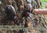 전국 적으로 대량 발생 하고 있다는 장수풍뎅이